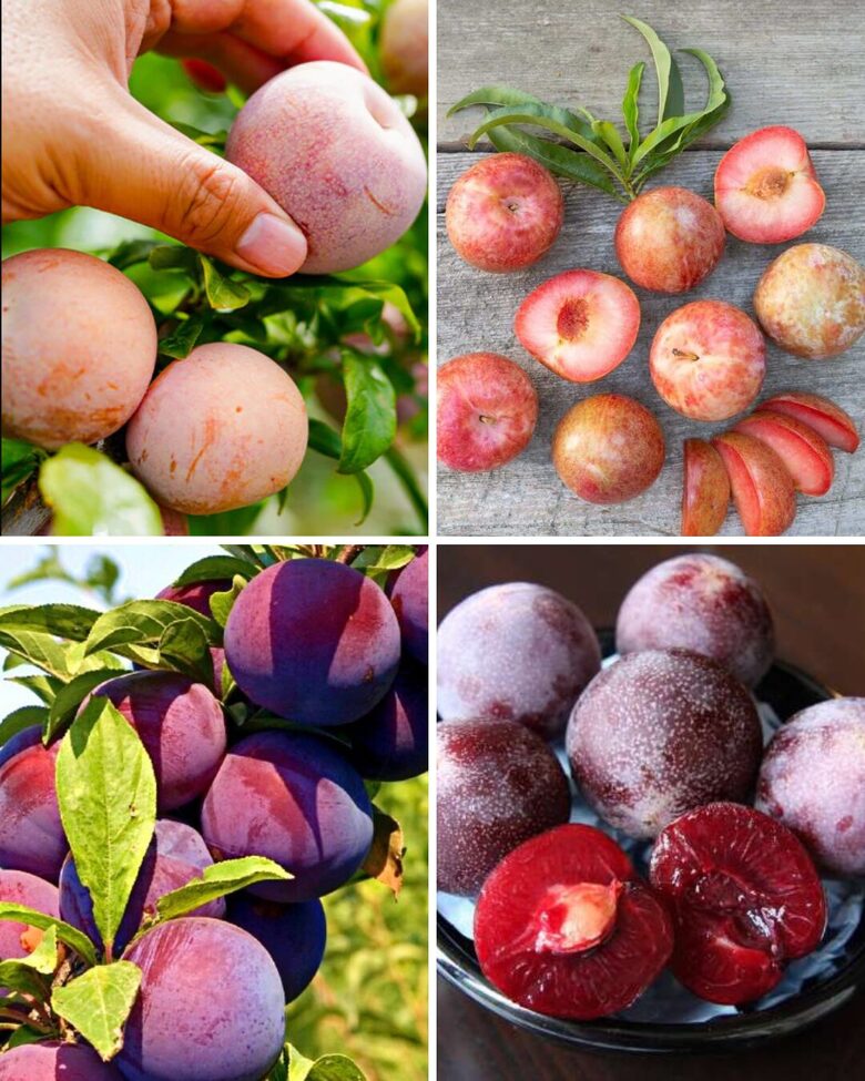 Abrikosinių slyvų rinkinys DAPPLE+PLUMCOT